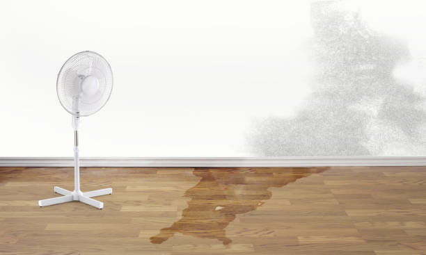 Best Flood restoration services  in Hunter, TN